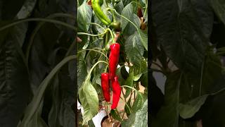 Picking sweet peppers shorts  PalemoPepper Fruitpicking [upl. by Eem]