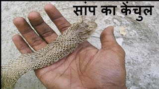 Saanp ki kechuli ke fayde totke aur upay aur anokha ped  snake skin benefits for money and success [upl. by Bar]