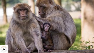 Macaque Monkey  Most Wide Spread Primate Genus Apart From Humans [upl. by Bevis]