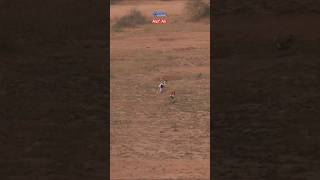 Hare Hunting with Greyhound  Galgos vs Liebres 2024 shikar [upl. by Renick]