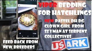 Viper bedding for our Hatchlings  New Pick Up from Szyman at Serpent Collectives  extra shed tests [upl. by Fiora]