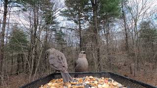 Northern Cardinals Brown Headed Cowbirds Redbellied Woodpecker [upl. by Soalokcin78]