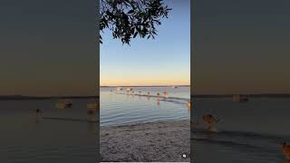 Roos in the beach 🇦🇺 australia kangaroo beach [upl. by Almond669]