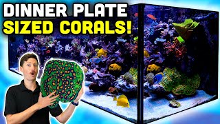 BEAUTIFUL 325 Gallon Reef Tank Tour Amazing Fish amp Corals [upl. by Atsylac]