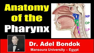 Anatomy of the Pharynx Dr Adel Bondok [upl. by Andrei197]