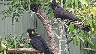 Rare backyard visitor Yellow Tailed Black Cockatoo Port Stephens Australia [upl. by Laamak986]