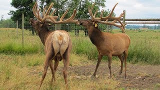 Everything You Wanted To Know About Elk Antlers But Didnt Know Who To Ask [upl. by Todhunter]