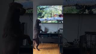 Dog watches squirrels on TV during the winter months [upl. by Magdaia563]