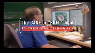 The Cane or quotBufoquot Toad  An Invasive Impact on Florida Pets [upl. by Cherye]