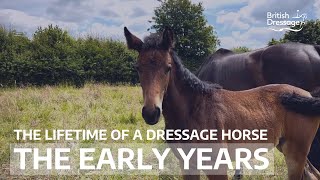 The Lifetime of a Dressage Horse The Early Years [upl. by Brendin]