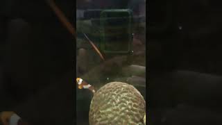 Pipefish fish nanotank reels shortvideo shorts fyp fypシ゚viral [upl. by Liuka]