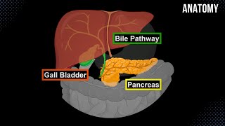 Bile Pathway Gall Bladder amp Pancreas  Anatomy [upl. by Adnuahs]