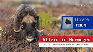 Allein in Norwegen Teil 3  Beeindruckende Moschusochsen im Dovrefjell Nationalpark Vlog [upl. by Eerased]