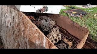 Native Australian Stingless Bees rescue ballsbees1735 [upl. by Enimsaj]