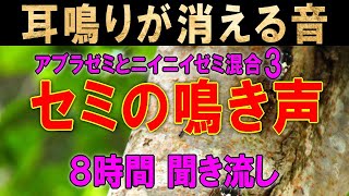 【耳鳴り治療音】耳鳴りに効果大 アブラゼミとニイニイゼミの鳴き声８時間 自然音 睡眠 音響療法3 [upl. by Trude59]