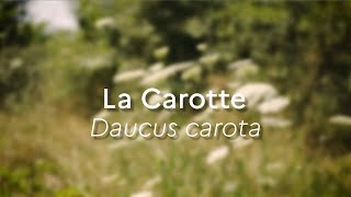 Daucus carota Especes Phares [upl. by Worrell]