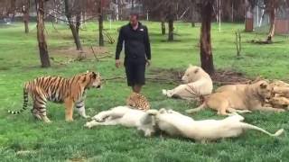 Tiger Saves Man From A Leopard Attack [upl. by Idieh]