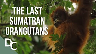 The Last Orangutans of Sumatra  1000 Days For The Planet  Documentary Central [upl. by Acnaiv123]