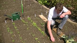 How to Thin Out Turnip Seedlings [upl. by Malloy]