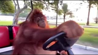 orangutan driving a golf cart [upl. by Valerlan756]