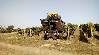 TraubenVollernter im Einsatz bei Sprendlingen Rheinhessen [upl. by Farrel675]