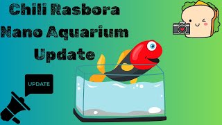 Chili Rasbora Nano Aquarium Update Fall 2024 [upl. by Kore525]