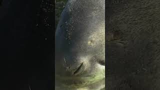 🦭 Cute Monk Seal in Kauai Hawaii on Shipwreck Beach 🦭 [upl. by Dickman]