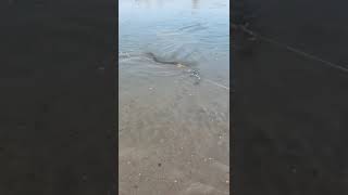 Catfish fishing bigcatfish fishingadventure fishing fish fyp [upl. by Yllime518]