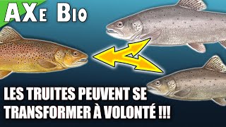 🔬 LA TRUITE FARIO NEXISTE PAS  Truite de mer lacustre et de rivière entre autres  AXe Bio [upl. by Yrekcaz401]