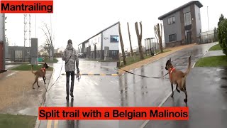 Mantrailing split trail in horrendous weather [upl. by Issak609]