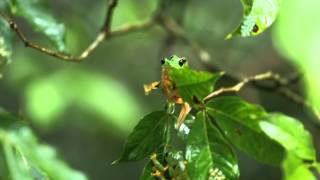 Gliding Tree frogs Agalychnis spurrelli [upl. by Abil104]