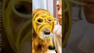 Durstiger Hund trinkt Orangen Saft shorts youtubeshorts hund lustig [upl. by Ymiaj]