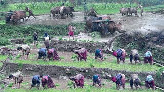 Most Relaxing Mountain Village  Video Compilation of Paddy Farming  Living with Beautiful Nature [upl. by Alilad]