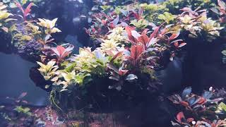 Bucephalandra aquarium tank [upl. by Zinnes]