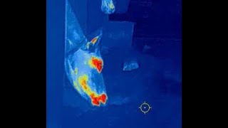 DNT ThermNight 335R Pest Control a mixed bag with day night and thermal vision Pt 1 [upl. by Yro]