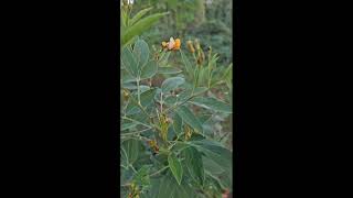 The Pigeon Peas are Blooming Finally [upl. by Adlesirk87]