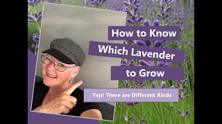 What is the Best Kind of Lavender to Plant and How to Use It [upl. by Reggy]