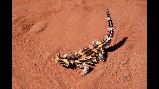 Vida do Lagarto de Chifres [upl. by Yak847]