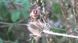 Putter  Distelvink  Goldfinch op kaardedistel  on teasel [upl. by Roee]