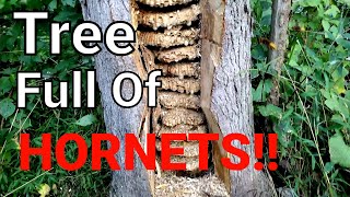 MASSIVE European Hornet Nest Inside Tree  SWARM  Wasp Nest Removal [upl. by Gnihc542]