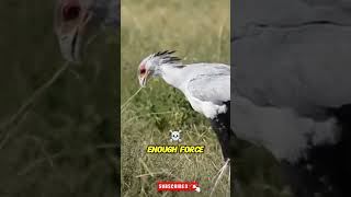 Epic Secretary Bird Stomps Snakes with Lightning Kicks  Natures Most Fearless PredatorshortsP [upl. by Aienahs334]