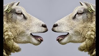 Sheep bleating Sound  Animal sounds HD [upl. by Fried]