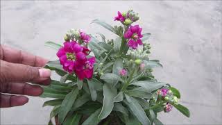 Stock Flower Plant Growing and Caring Tips [upl. by Dnomayd]