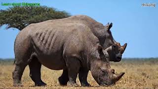 Learn about Rhinoceros [upl. by Rollo719]