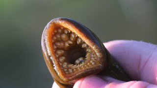 Lamprey pie Michigan man prepares to ship invasive blood sucking fish to [upl. by Ruenhcs]