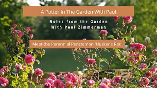 Meet The Perennial Penstemon Huskers Red [upl. by Dnalor]