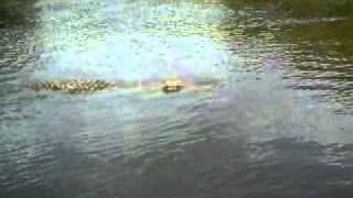 Huge crocodile in Uganda [upl. by Hillyer684]