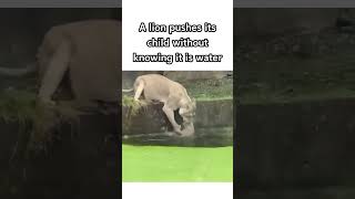 Oh My God😰Wait For End😳The Way she Saved Her child😍 cute animals viral shorts reels [upl. by Latoniah]