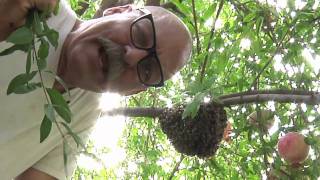 Backwards Beekeepers TV Swarm Capture For Beginners [upl. by Osanna350]