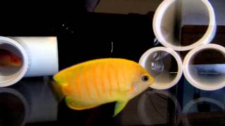 Reefwise  Tigerpyge Hybrid Angelfish [upl. by Ennovahs]